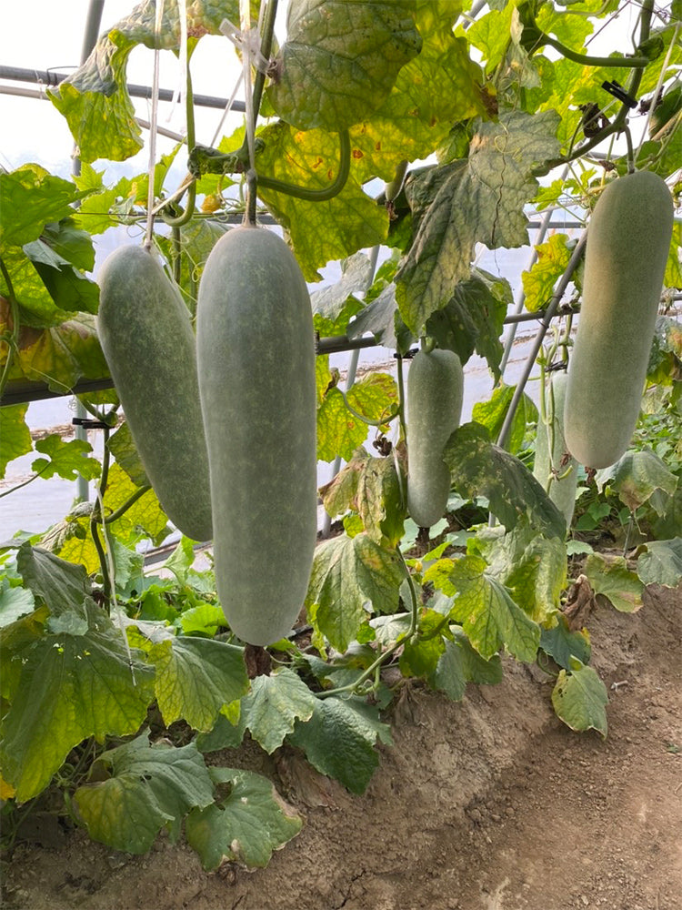 Taiwan Small Wax Gourds