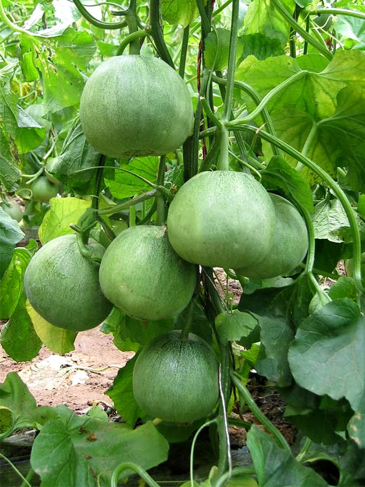 Emerald No.9' Dark Green Sweet Melons