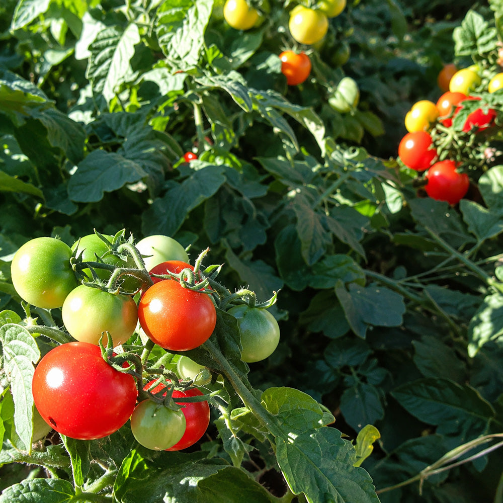 99 Bonsai Micro Dwarf Tomato