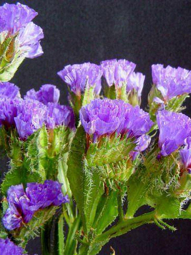 Blue Wavyleaf Sea Lavender (Limonium sinuatum)