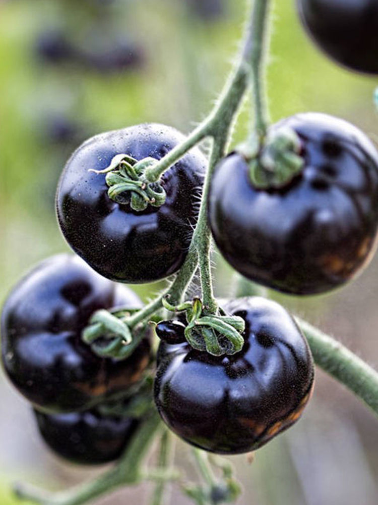 Black Knight Tomatoes
