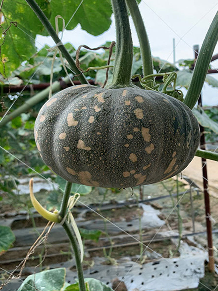 Xiangmi Small Pumpkins