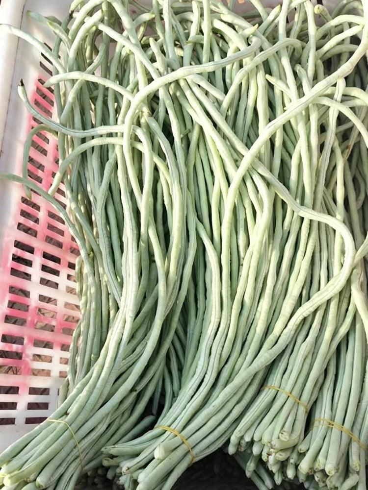 'Zhengjiang Yinshuai' Cowpea