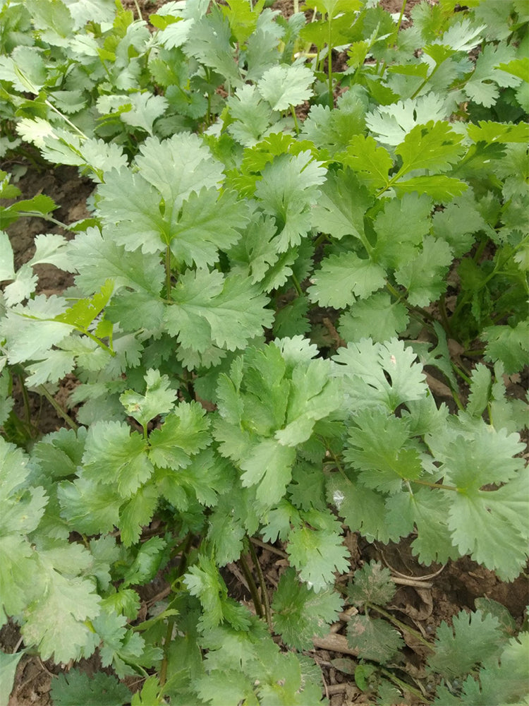 Farmhouse Large-leaf Cilantro