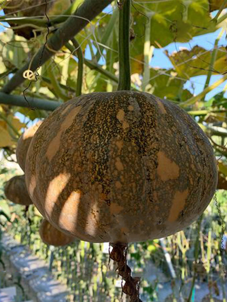 Xiangmi Small Pumpkins