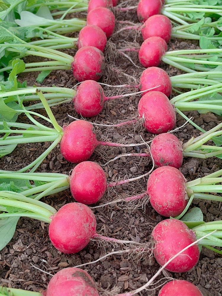 Red Cherry Radishs