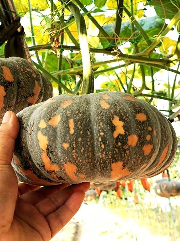 'Jing Xiangmi 201' Pumpkin