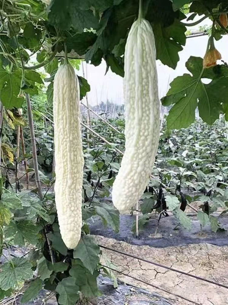 White Jade Bitter Gourds