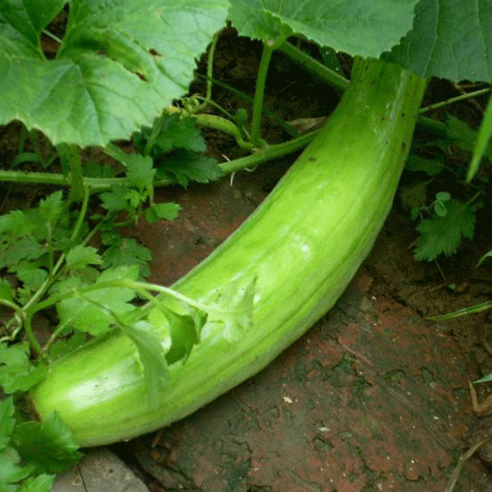 5 Bags (2g / Bag) of Qinglong Cucumber Seeds, Suitable for Raw Consumption, Pickling, and Stir-frying