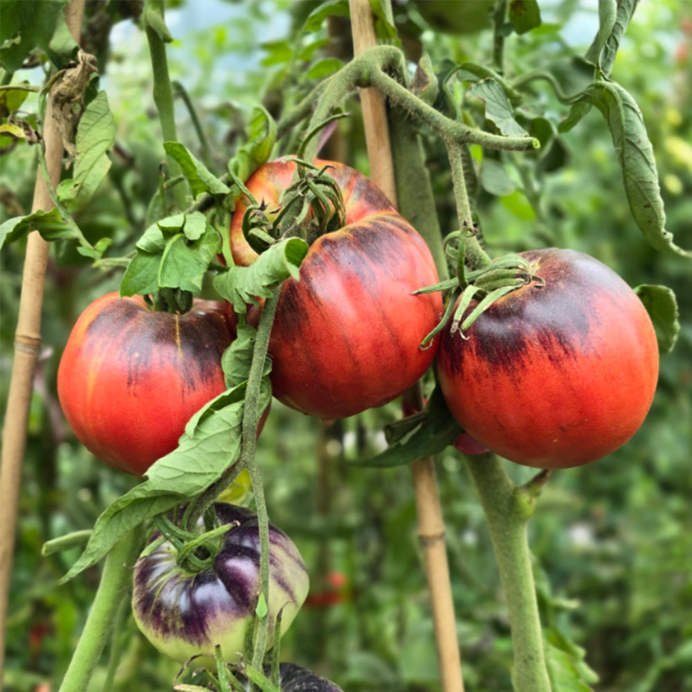 733 Strawberry Tree Tomato