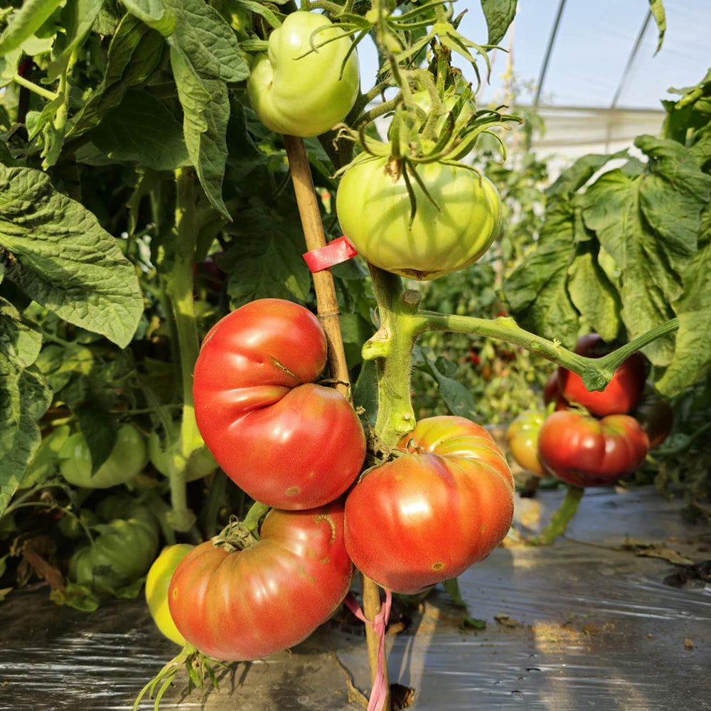 774 Black Mamba Tomato