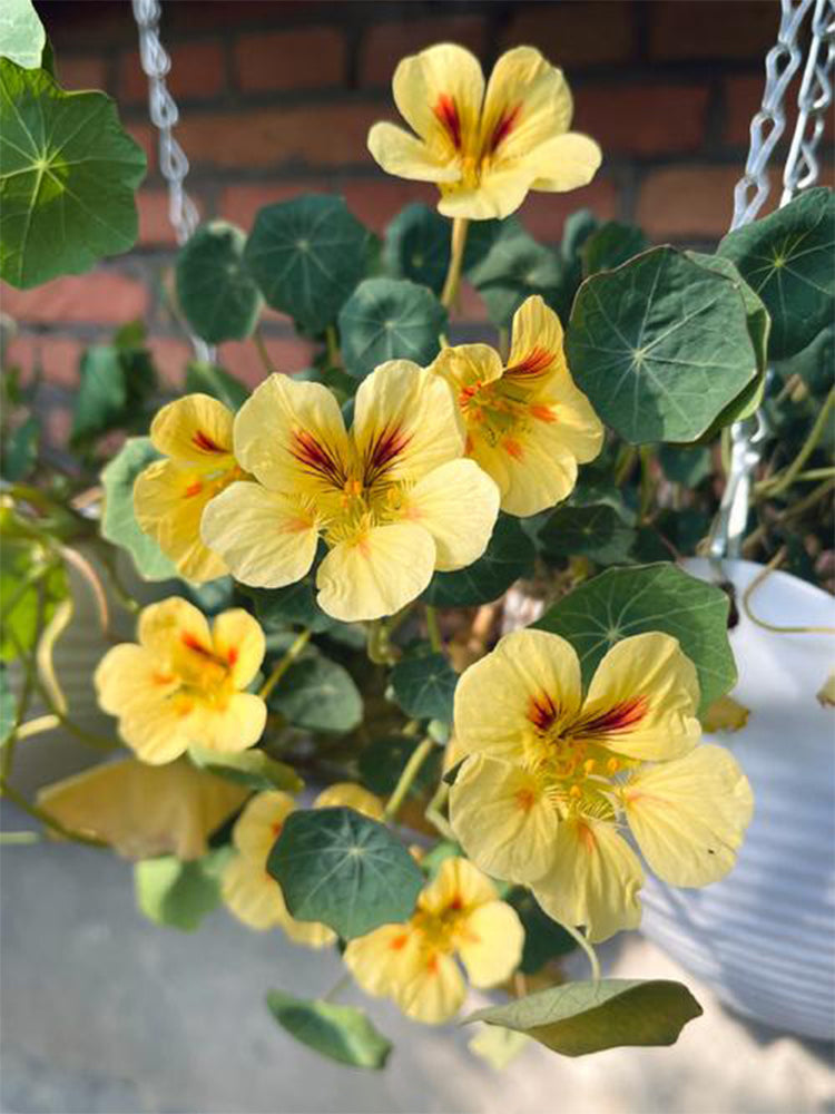 Hezhichun Yellow Nasturtium