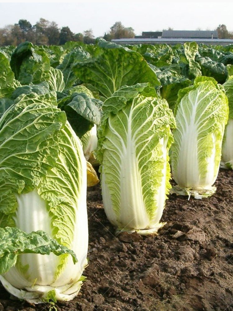 Beijing New No.3 Cabbage