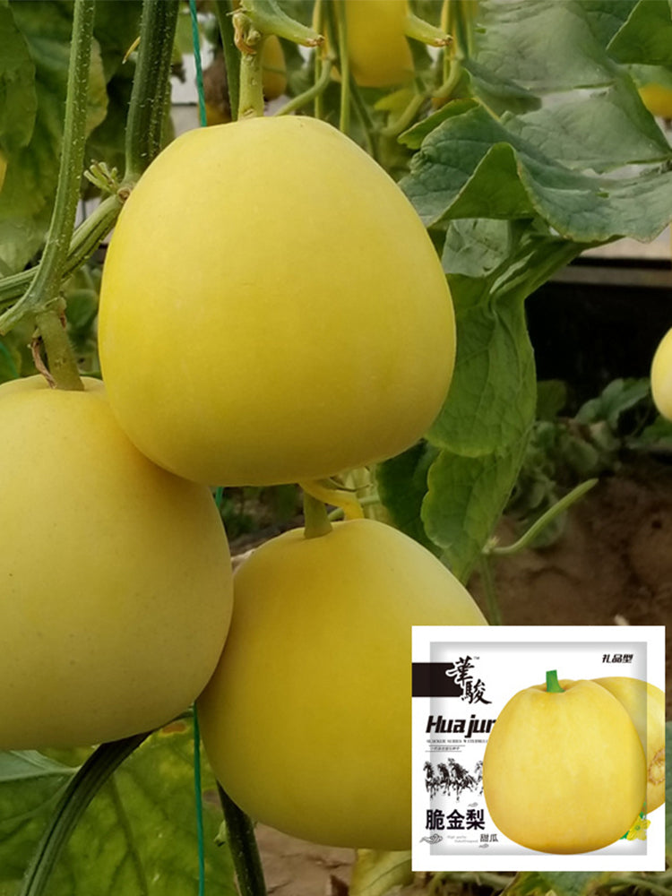 Pale Yellow Crispy Melon, Pear-Shaped