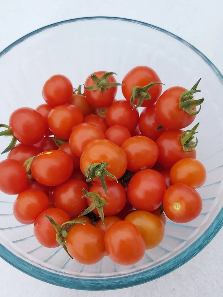 Delice de Neuilly Microdwarf Tomato