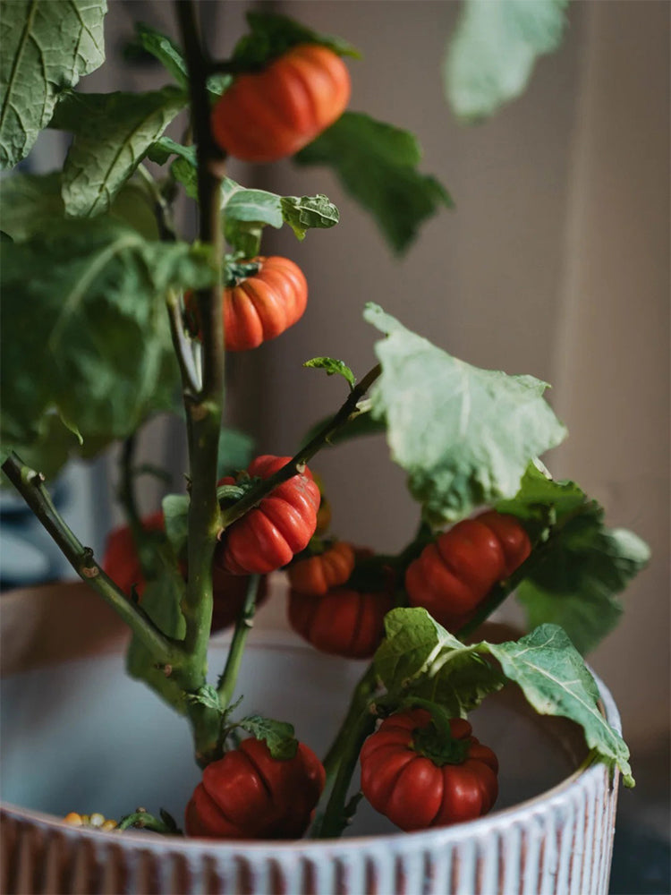 African Red Scarlet Eggplant