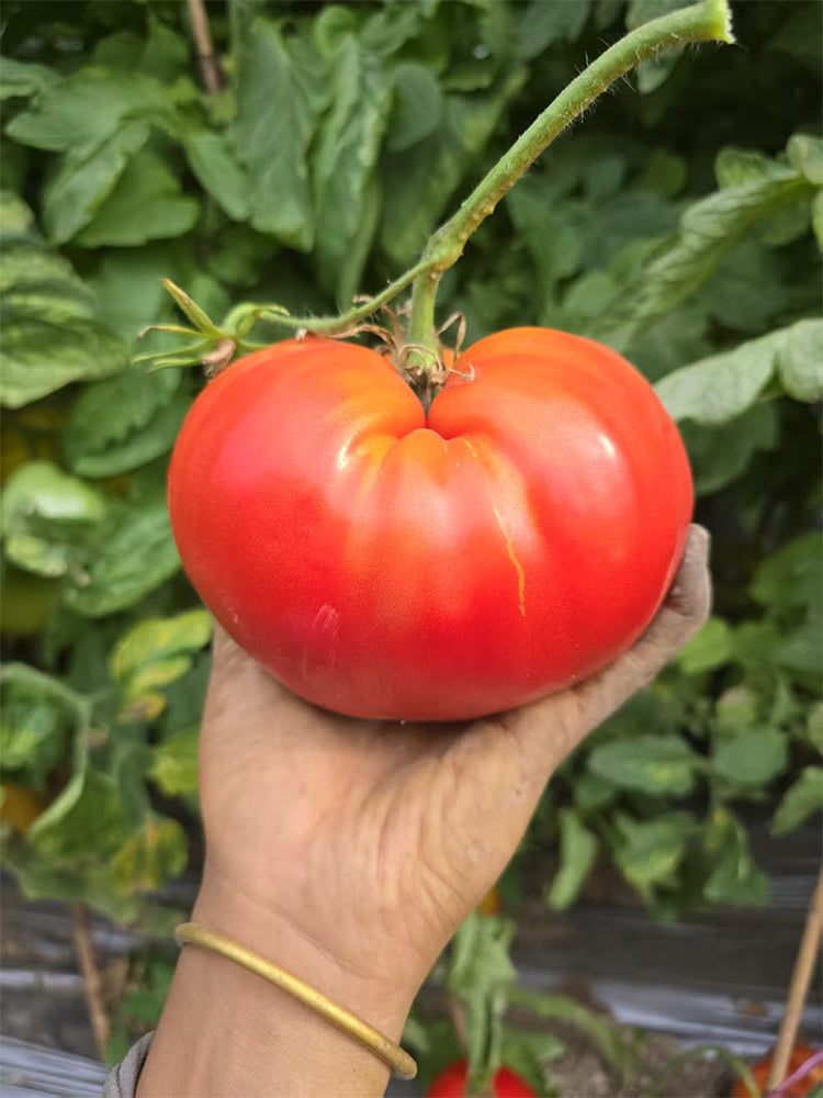 Ruby Star Tomato