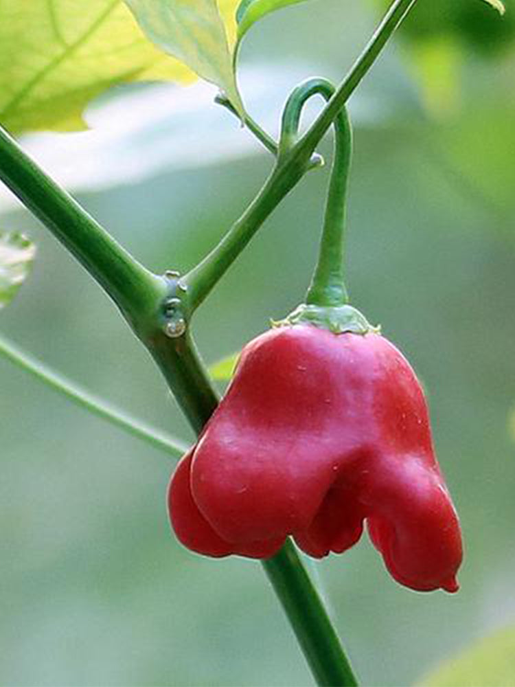 Bat Chili (Capsicum baccatum)