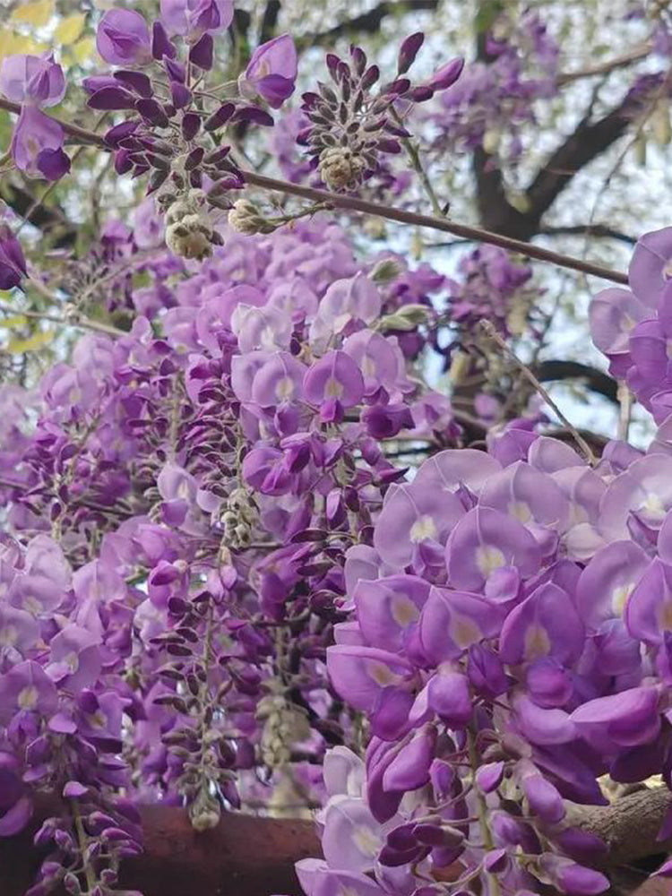 Chinese wisteria (Wisteria sinensis)