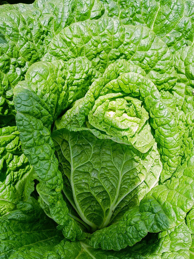 'Shengqiu 80' Chinese Cabbage
