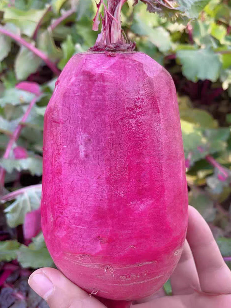 Purple Pineapple-shaped Radish