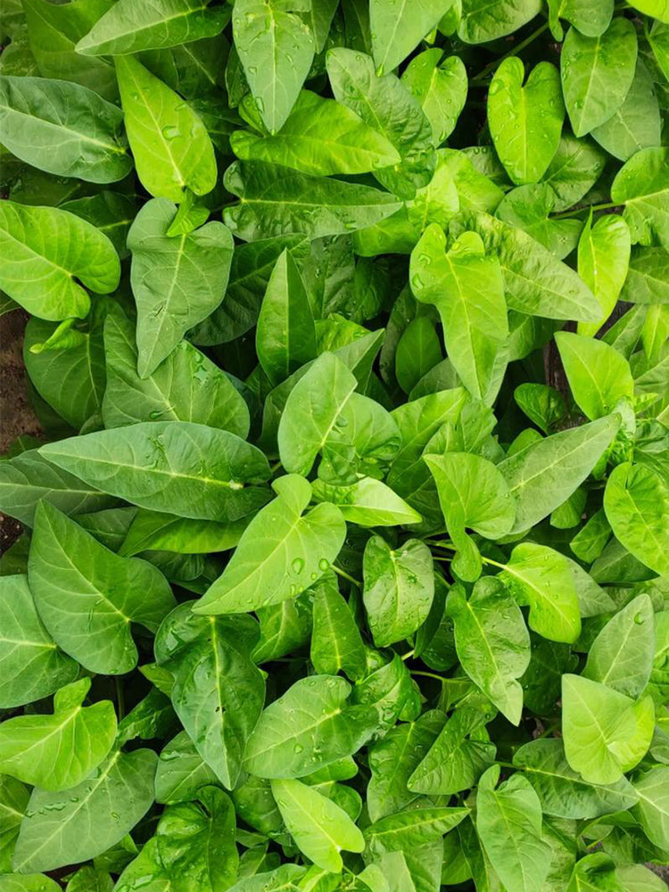 Thai Large Leaf Water Spinach