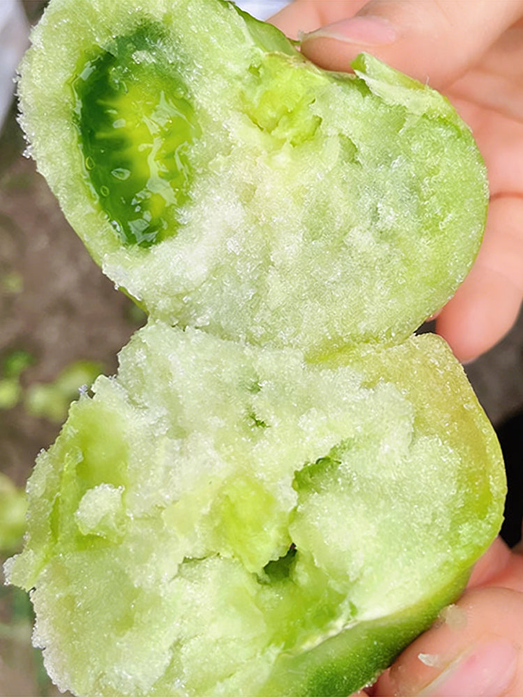 Super Sweet Sandy Green Tomato