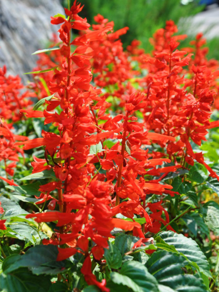 Scarlet Sage (Salvia splendens)