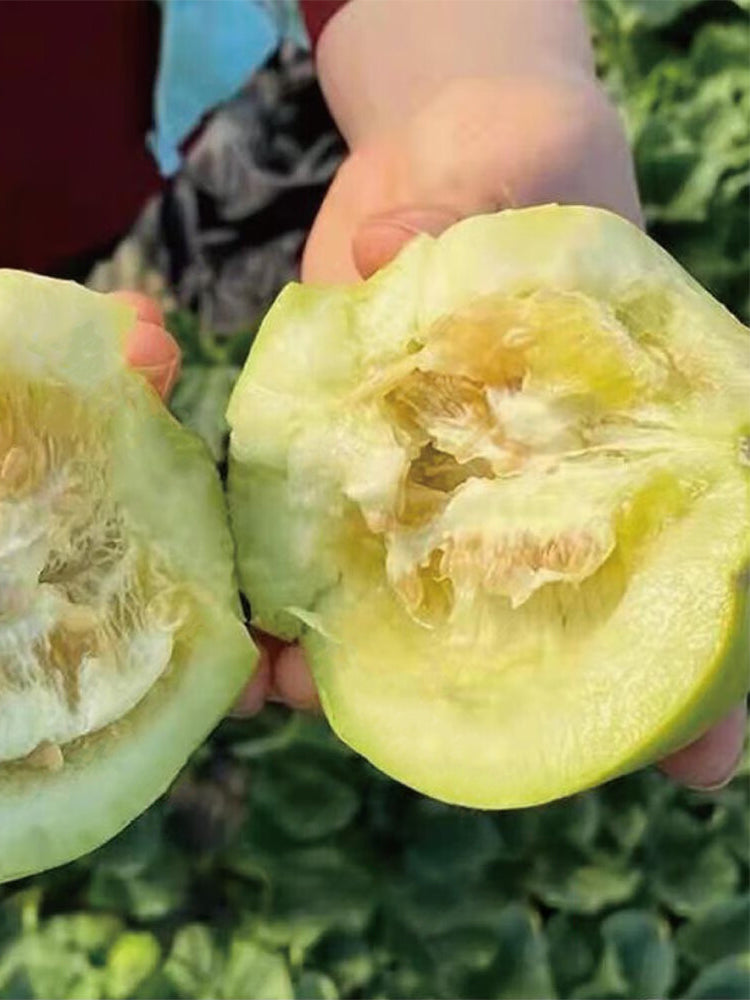 Japanese Sweet Treasure Melons