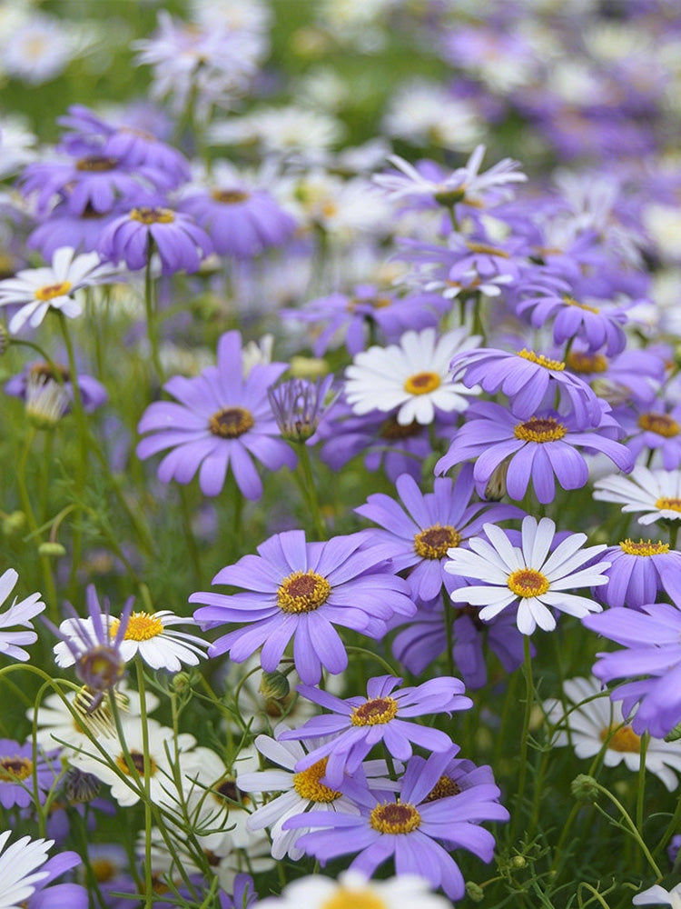 Swan River Daisy