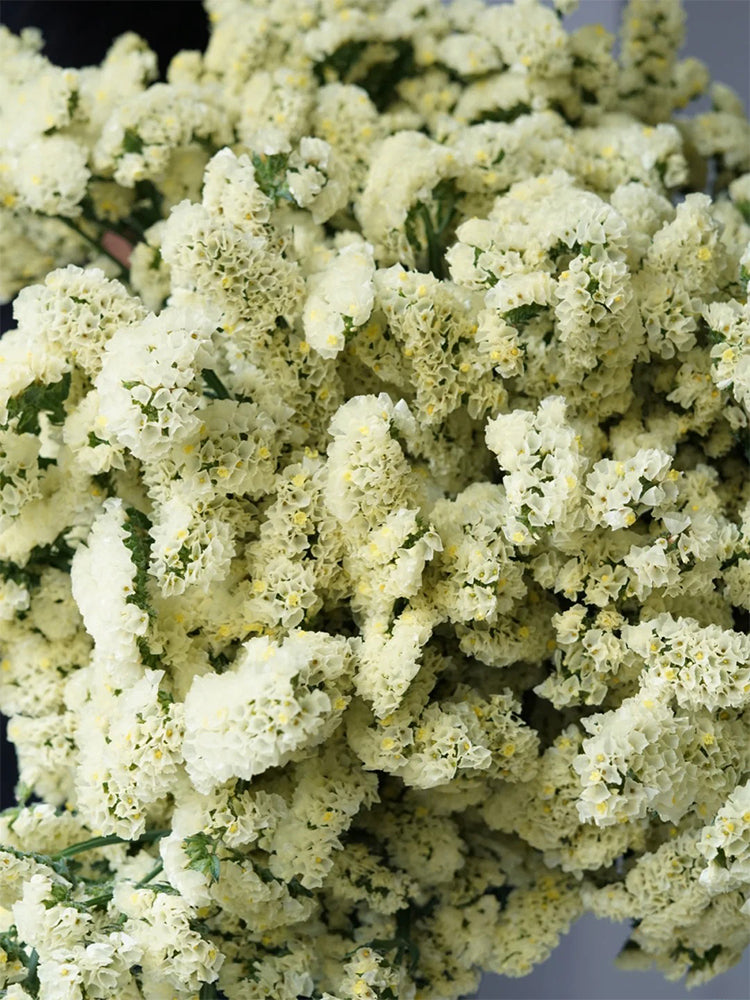 Yellow Wavyleaf Sea Lavender (Limonium sinuatum)