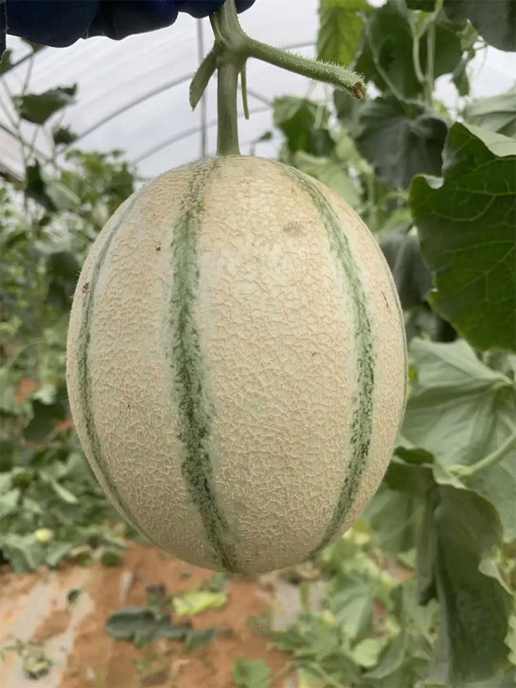 Basketball Green Hybrid Melon