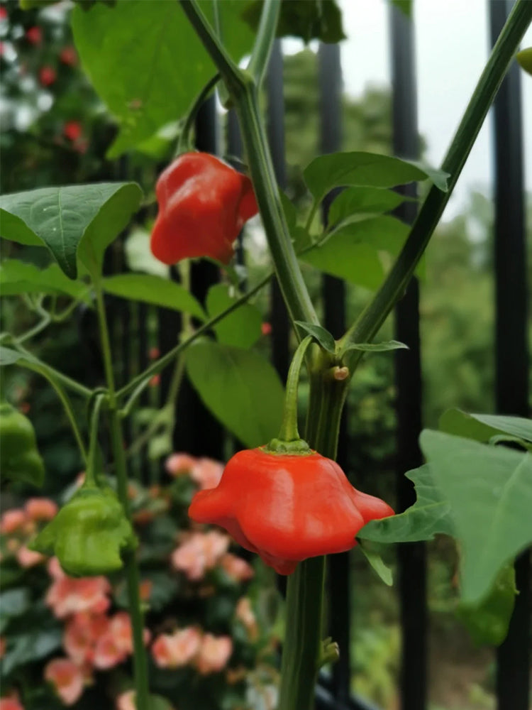 Bat Chili (Capsicum baccatum)