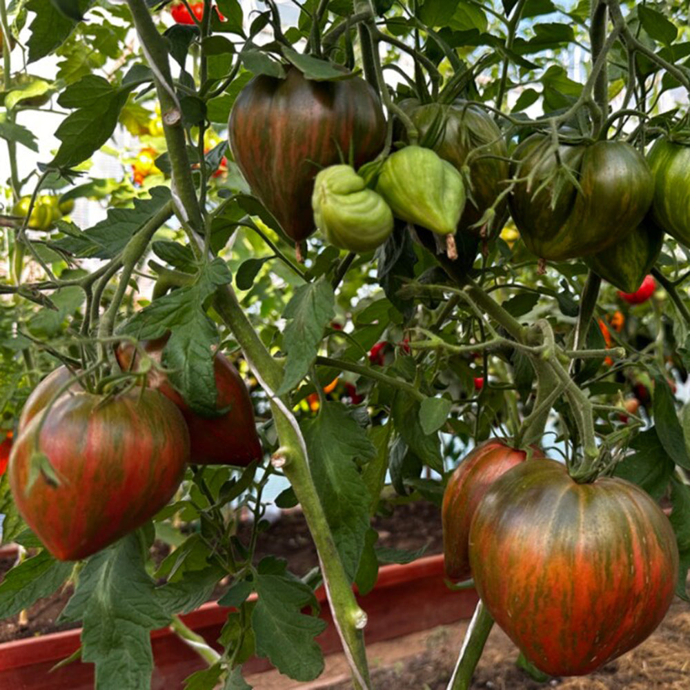814 Purple Beauty Tomato
