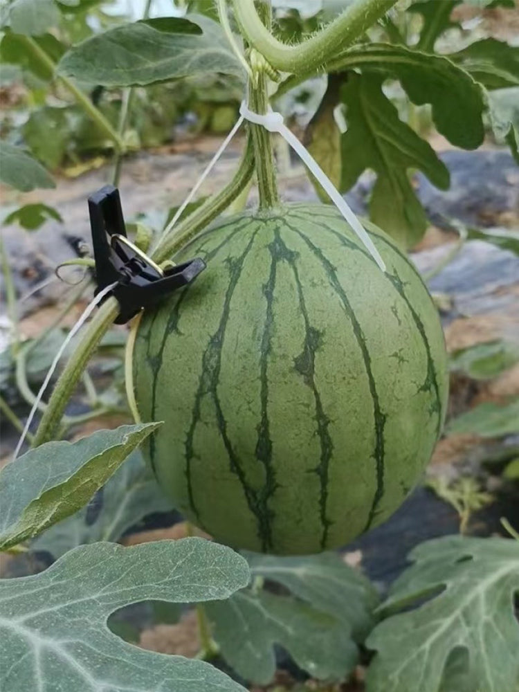 Sugar Globe Petite Watermelons