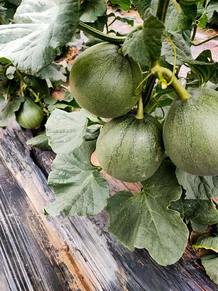 Emerald No.9' Dark Green Sweet Melons