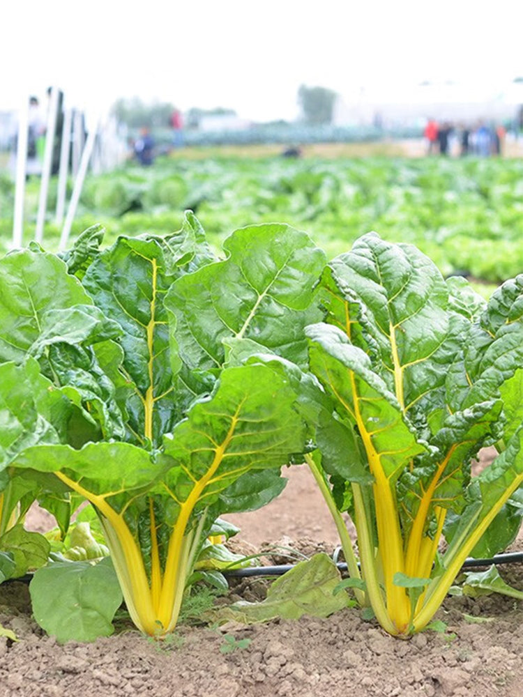 Jiayuan Golden Chard