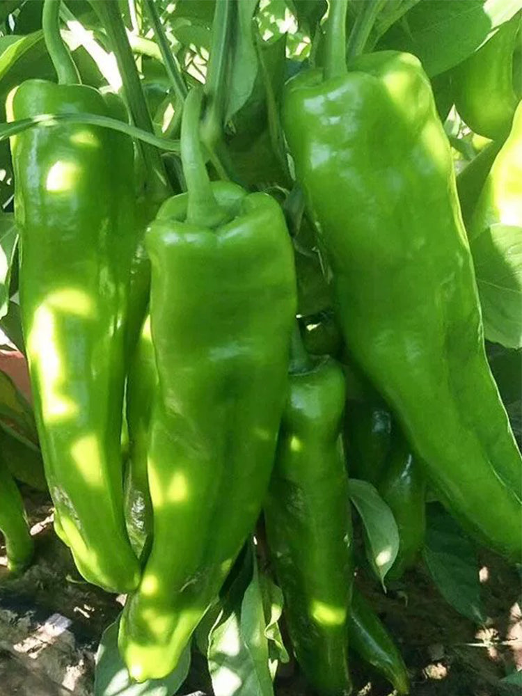Ruila Spicy Goat's Horn Pepper