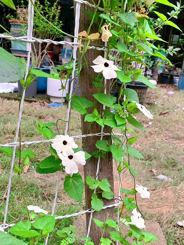 White Sunrise Black Eyed Susan Vine