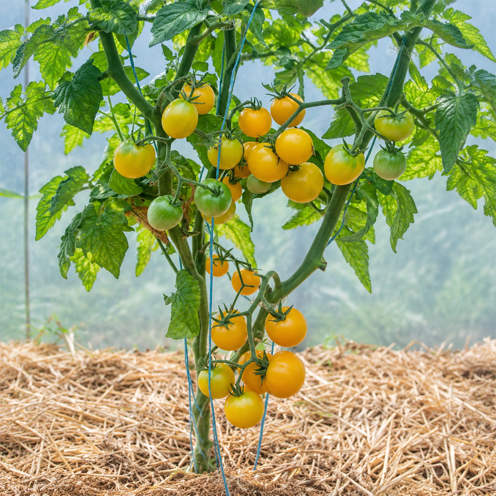 310 Dwarf Eagle Smiley Tomato