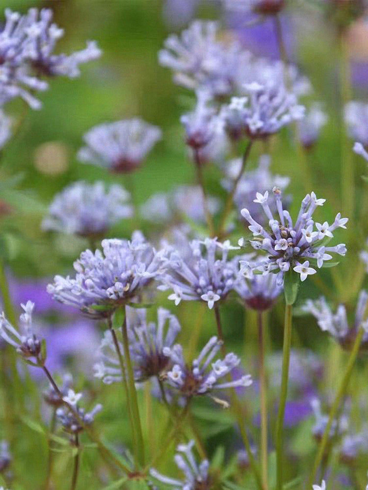 Blue Woodruff (Asperula orientalis)