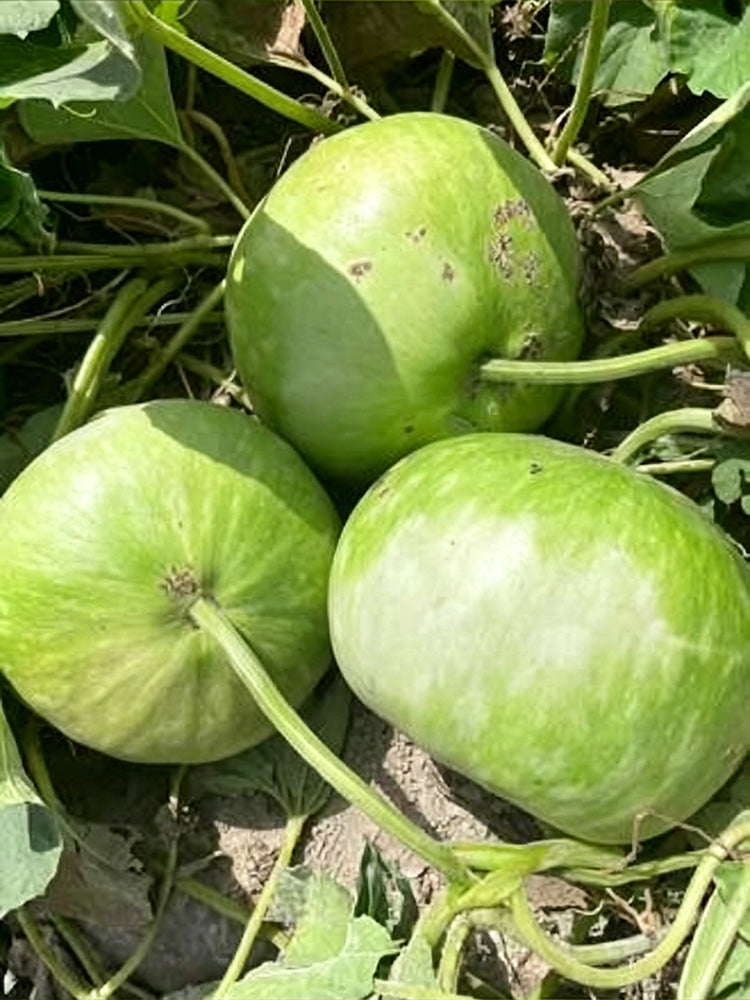 Millstone Bottle Gourd