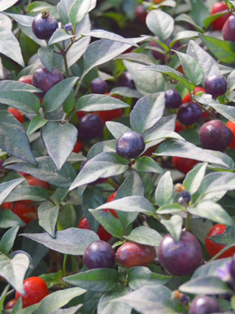 Pearl Multicolored Pepper