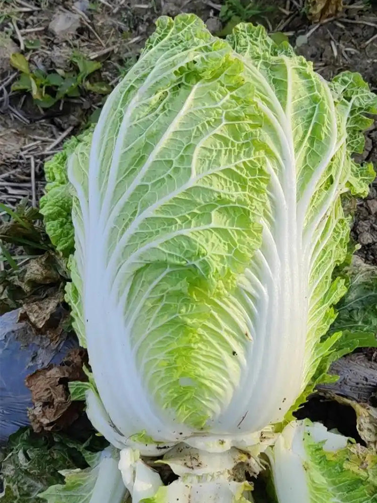 'Shuyue 601' Chinese Cabbage