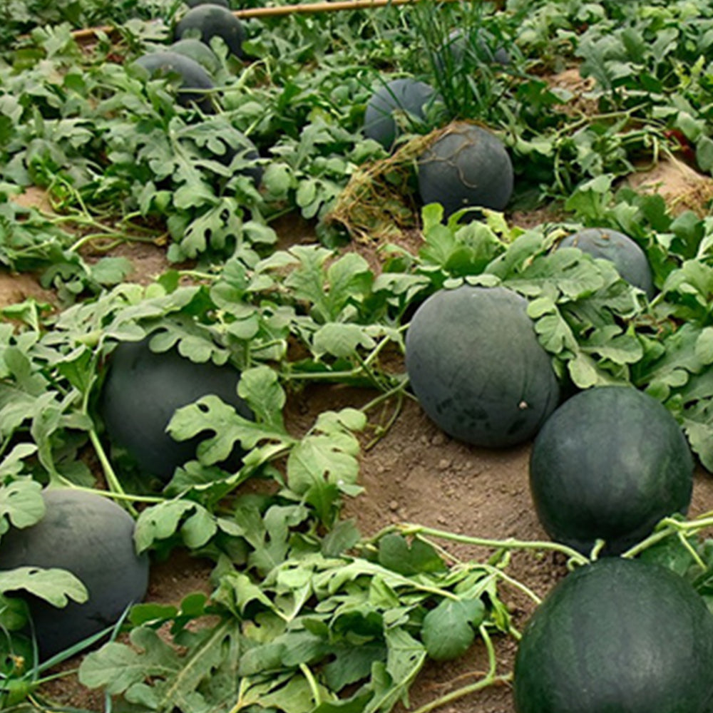 2 Bags (10g / Bag) of 'Black Tyrant' Super-sweet Watermelon Seeds