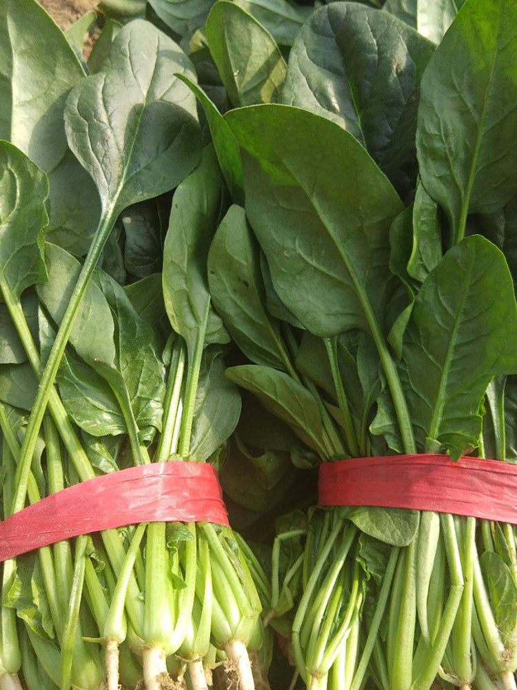 Four Seasons Spinach