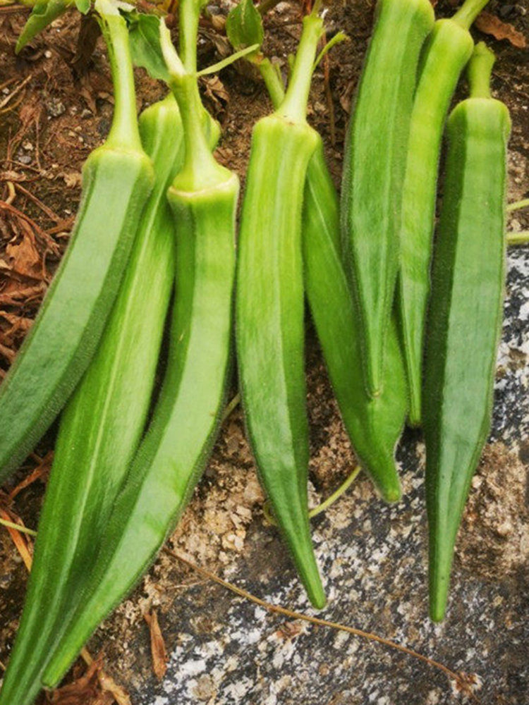 Traditional Okra
