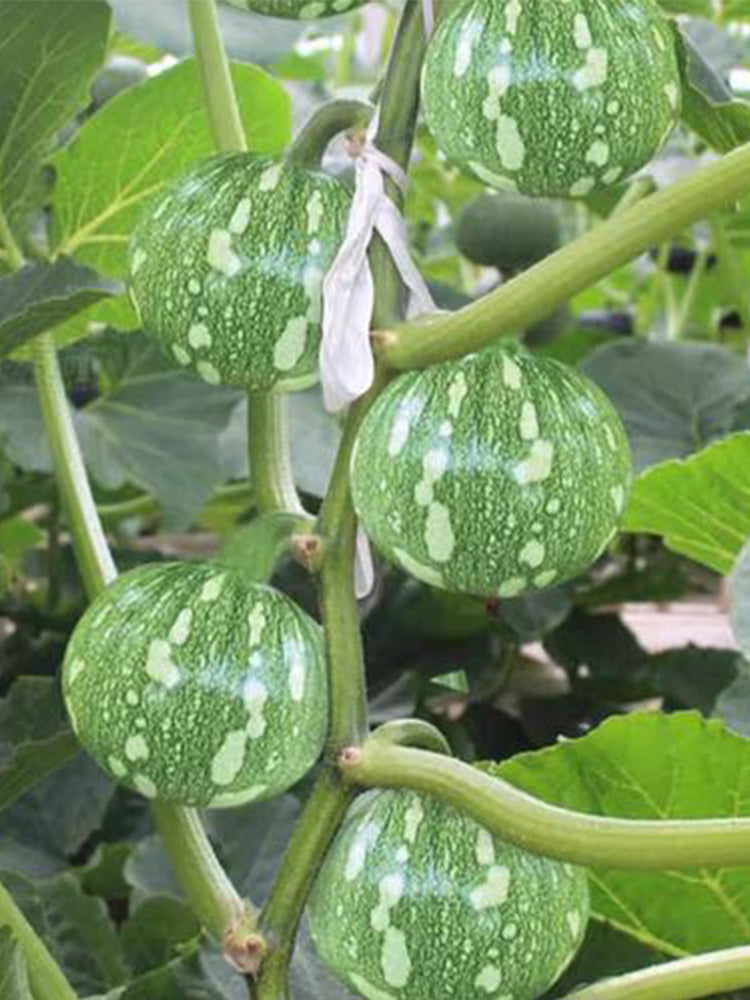 ‘Yichuanling’ Pumpkin