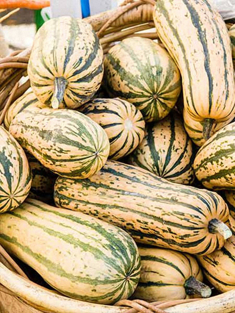 Honey Boat Delicata Squash