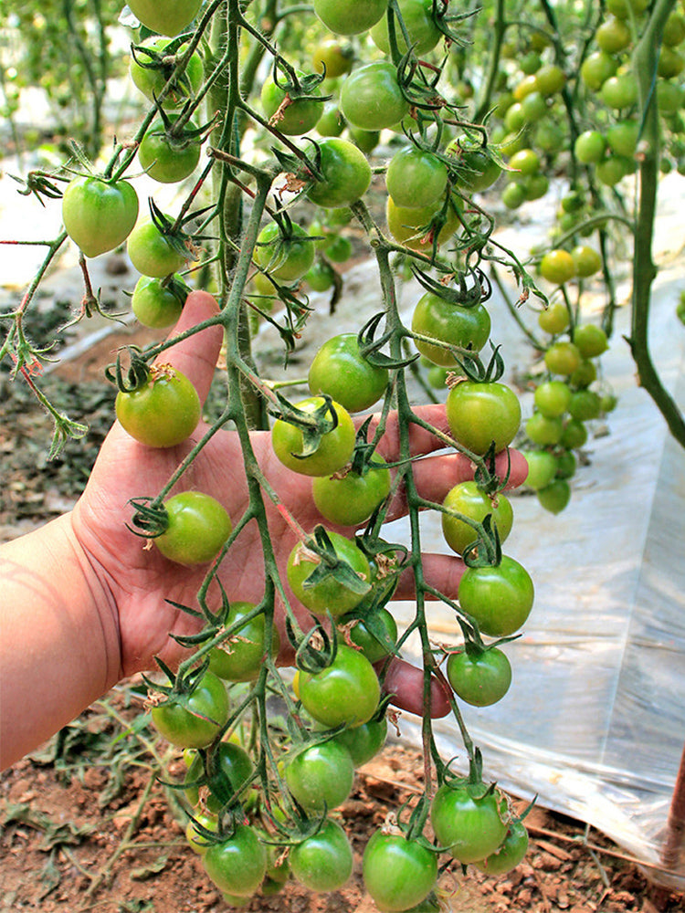Dream Green Sweet No.2 Cherry Tomato